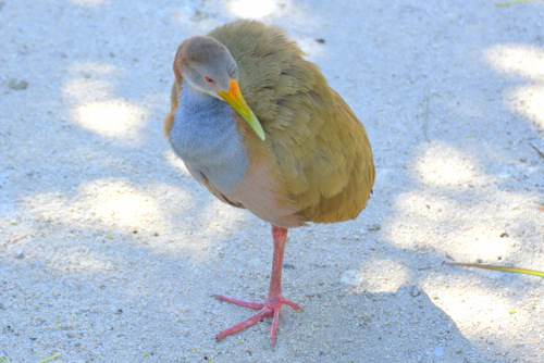 World of Birds Wildlife Sanctuary.